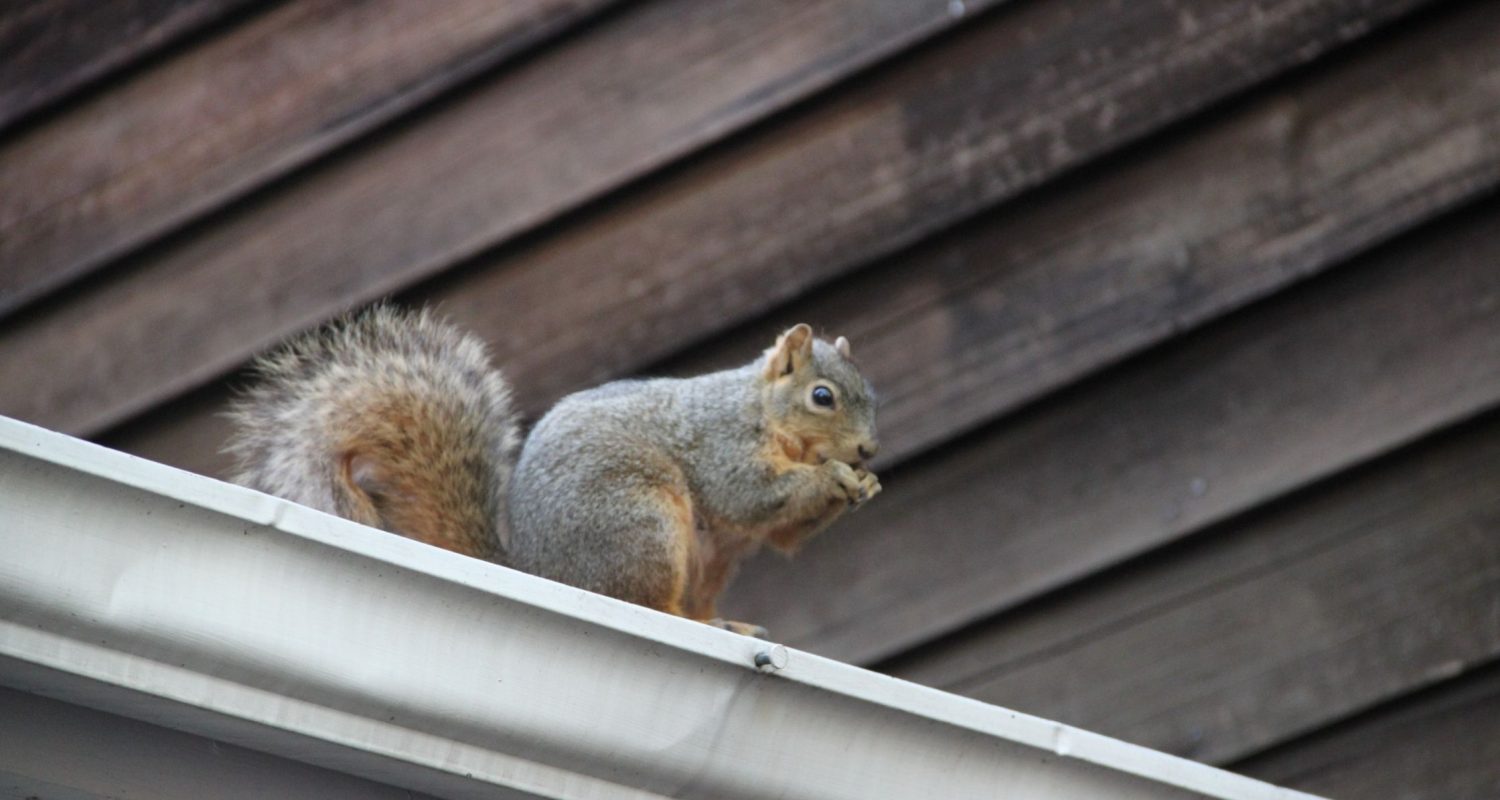 Squirrel